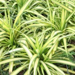 spider plant