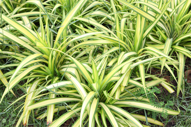 spider plant