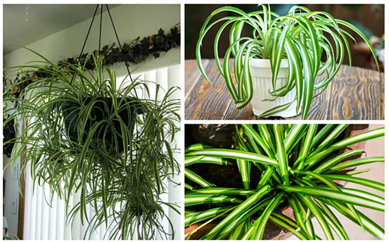 Tips on How to Prune Your Spider Plant