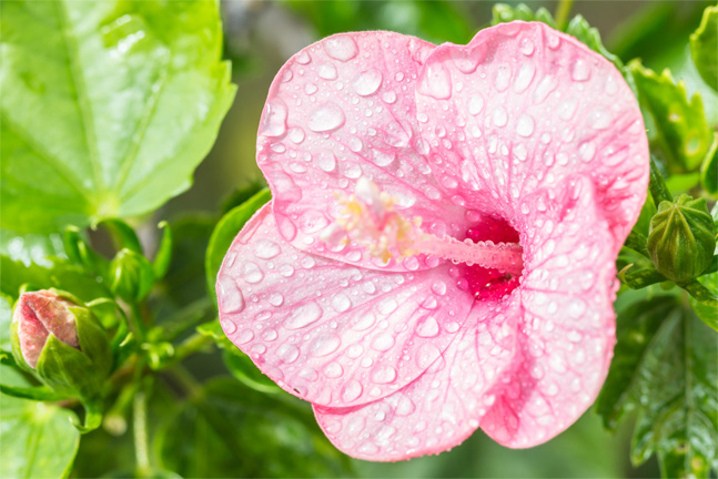 watering a hibiscus plant