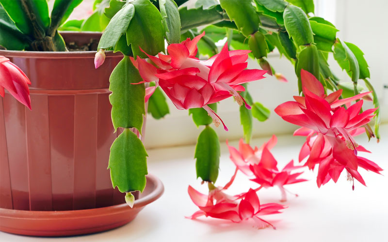 christmas cactus lighting