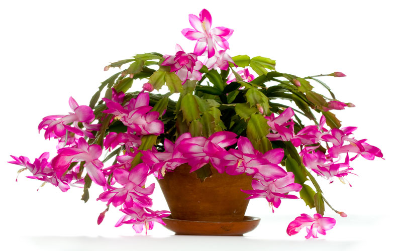Christmas Cactus: How to Grow and Care for Christmas Cactus - Garden