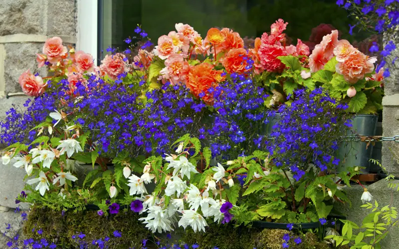 fall-window-boxes-02sm