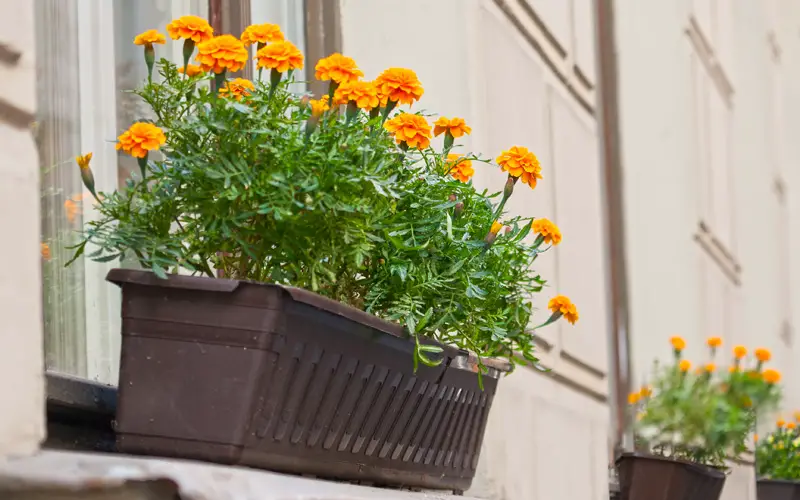 fall-window-boxes-04sm