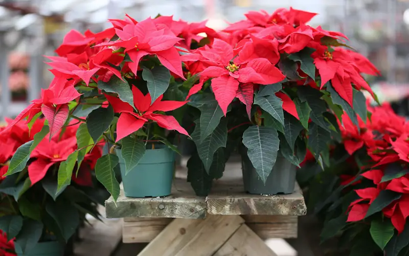 poinsettia-pic-01sm