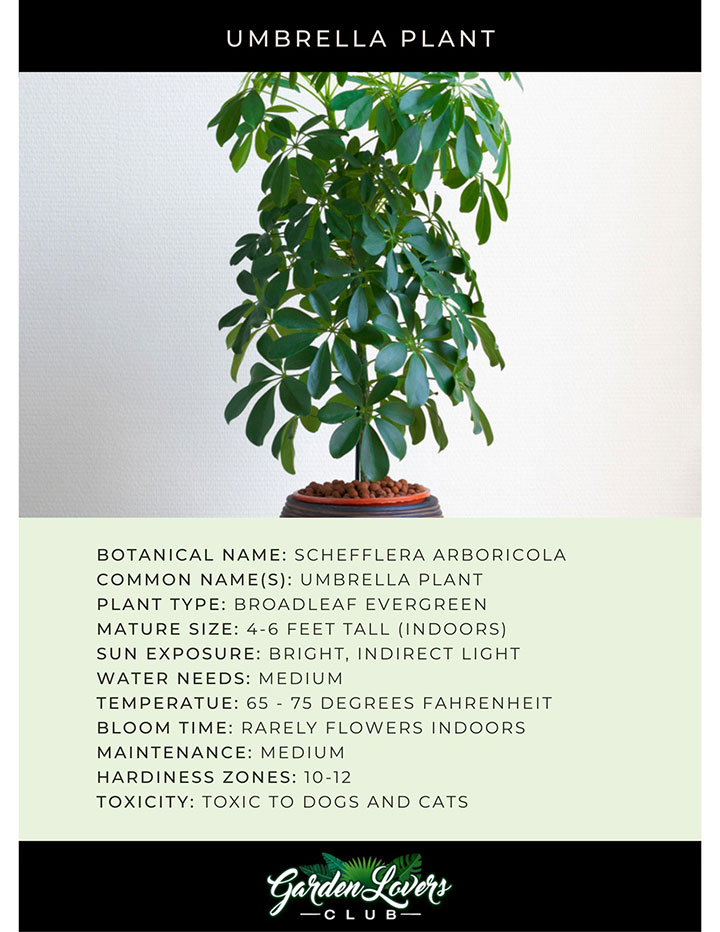 Umbrella Plant Care Card