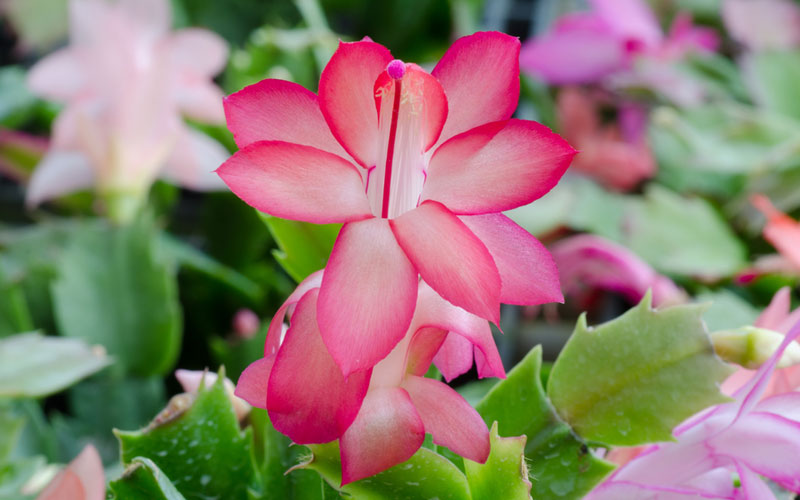 christmas-cactus-blooming