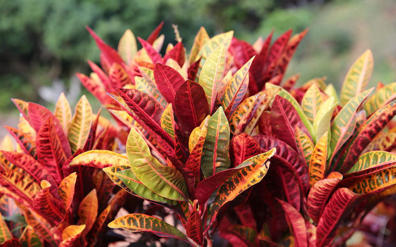 Croton Plant Care: Tips on How to Grow and Care for Croton Plants