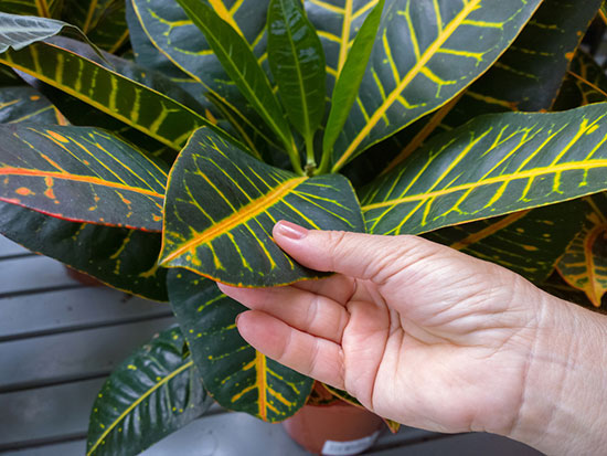 croton propagation