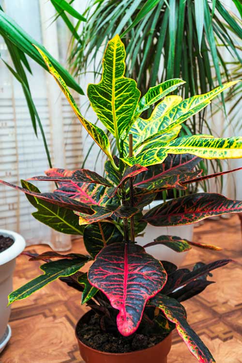 indoor croton in pot