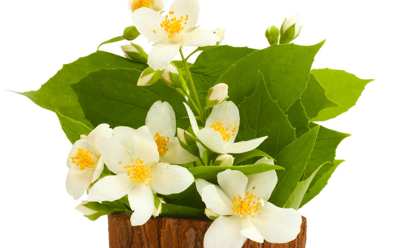 jasmine in a flower pot