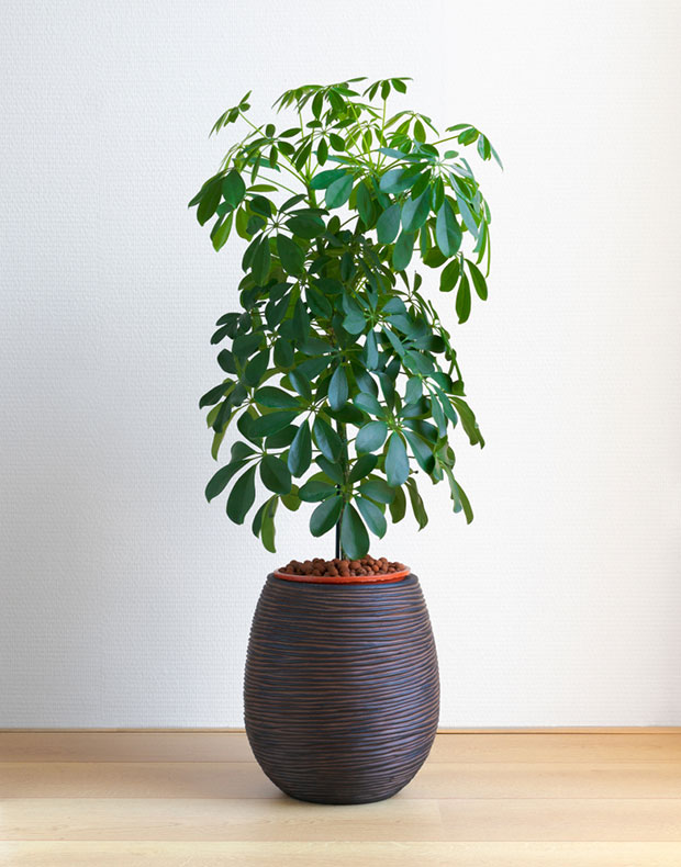 umbrella plant in pot