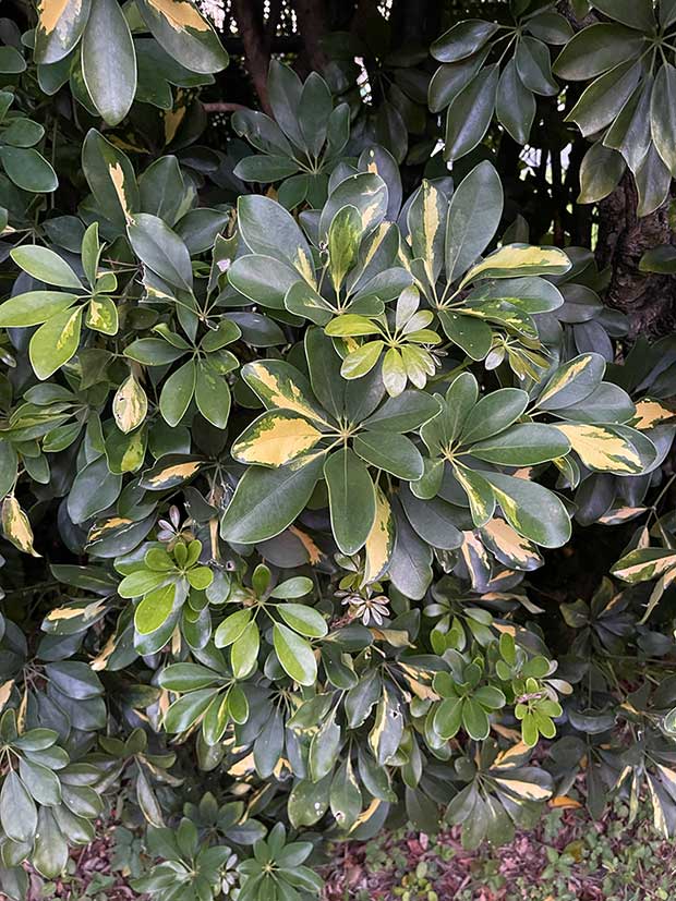 umbrella plant variegated