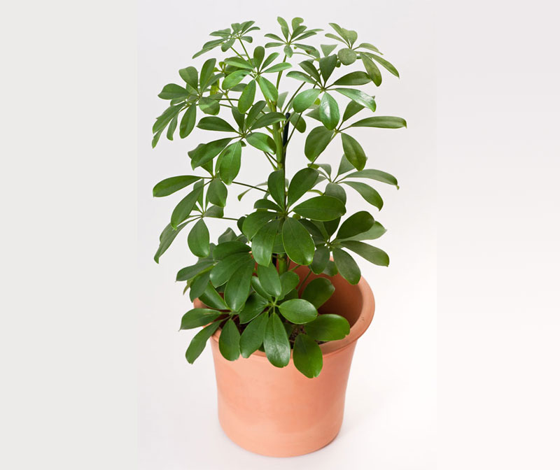 Umbrella Plant Care: How To Take Great Care Of An Umbrella Plant