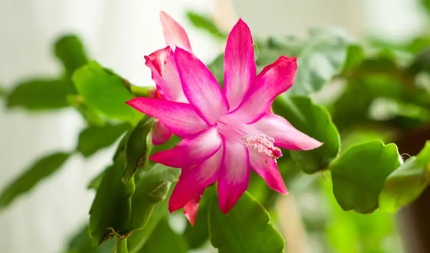 christmas cactus