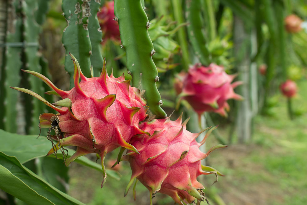 Dragon Fruit Plant Care: Guide On How to Grow Dragon Fruit