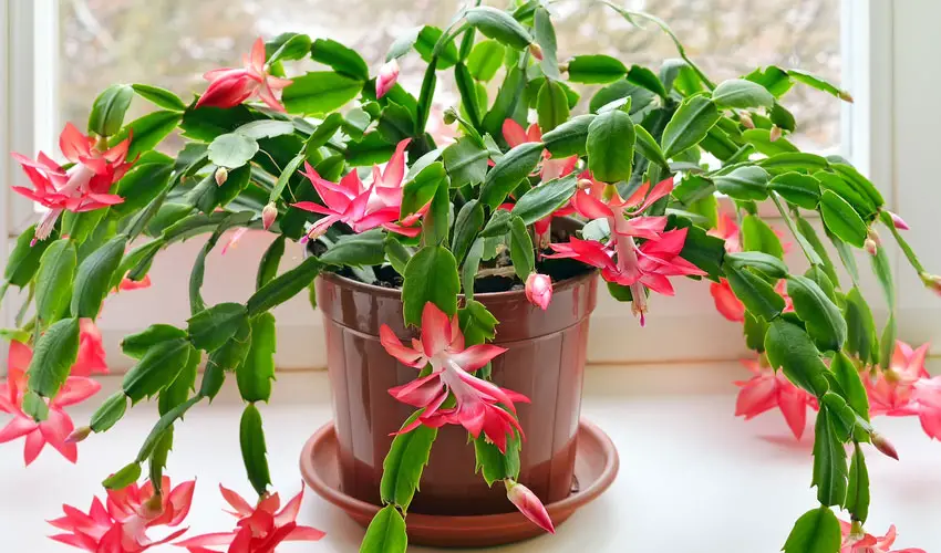 Thanksgiving Cactus