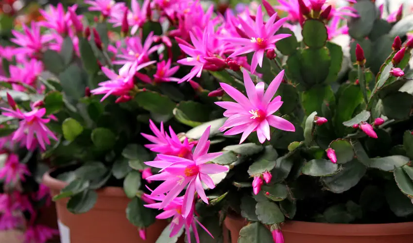 easter cactus