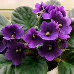 african violet 800x550