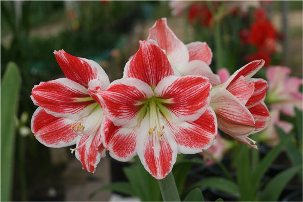 amaryllis