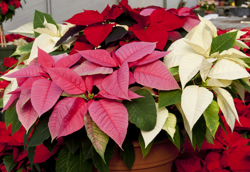 10 Tips On Growing Poinsettia Plants Garden Lovers Club