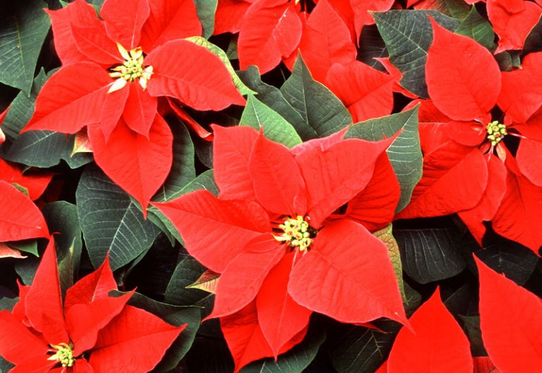 How to Transplant Poinsettias (Guide) Garden Lovers Club