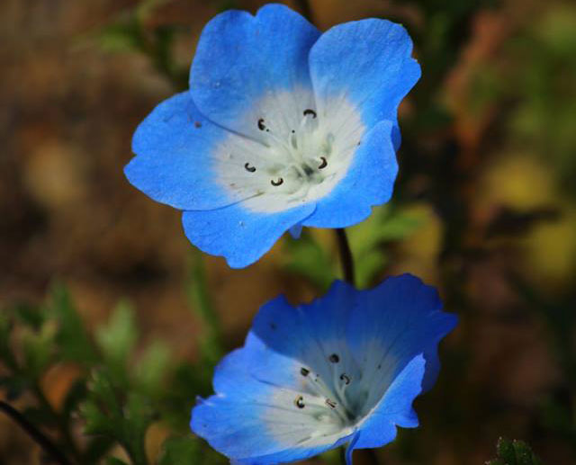 10 Best Tips On How To Grow Baby Blue Eyes Garden Lovers Club