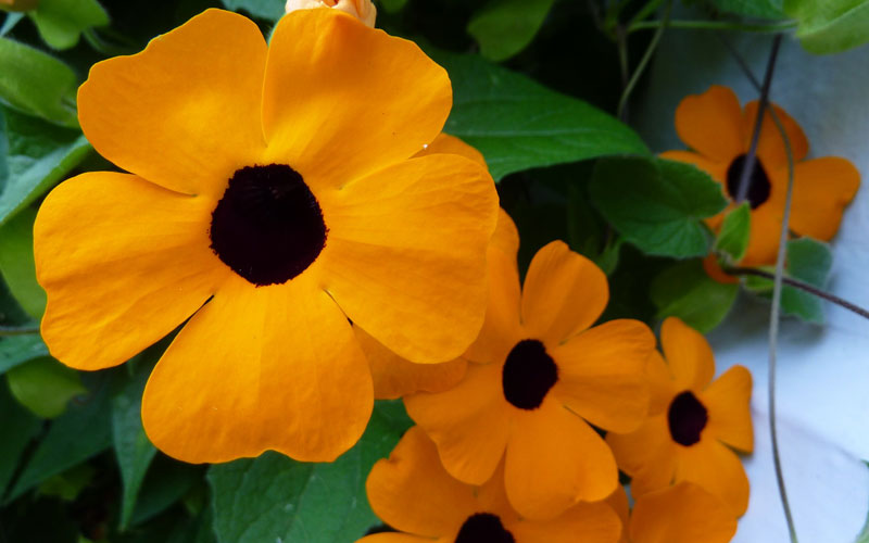 black-eyed-susan-vine