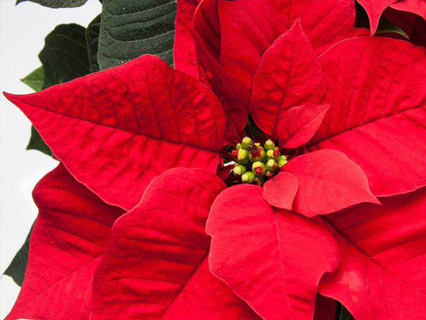 poinsettia-red