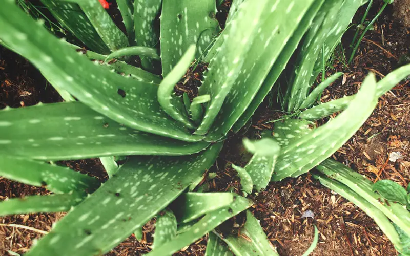 Aloe-Vera-02