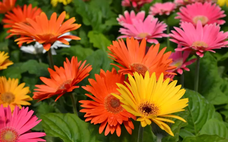 Gerbera-Daisy-01