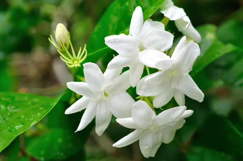 Jasmine-flower-01