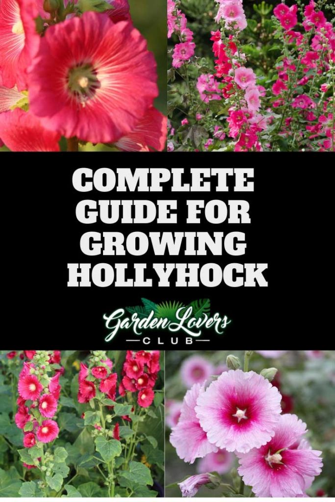 Home Garden Potted Plants Hollyhock Flower Seeds ILOE