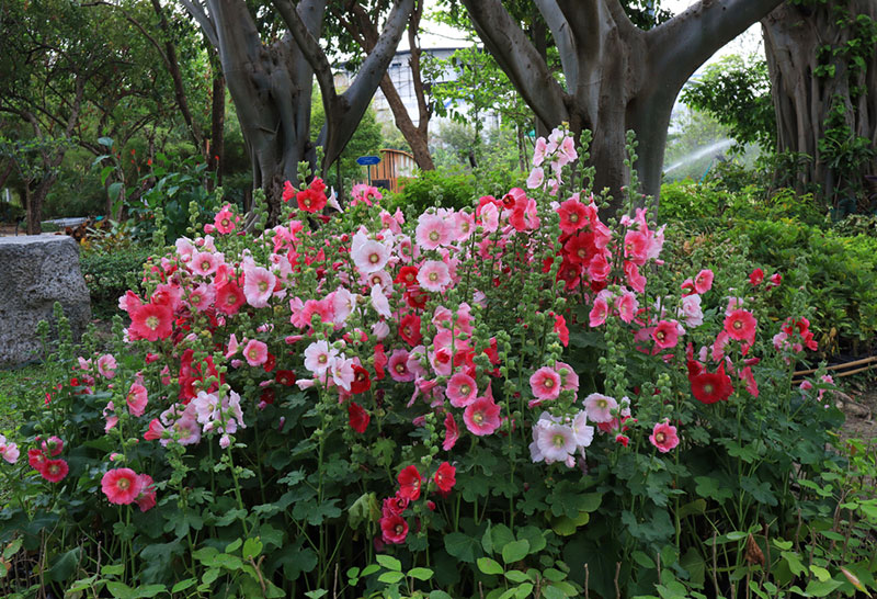 Hollyhocks in the garden