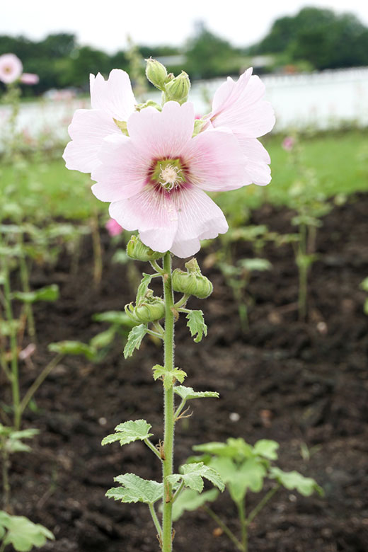 hollyhocks soil