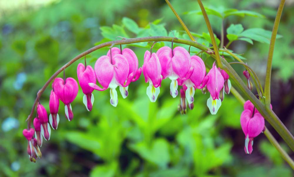 How to Grow and Care For Bleeding Heart Plants Garden Lovers Club