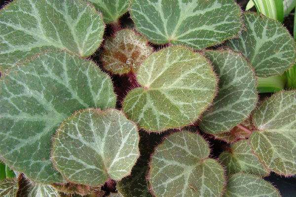 Strawberry-Begonia-Plant