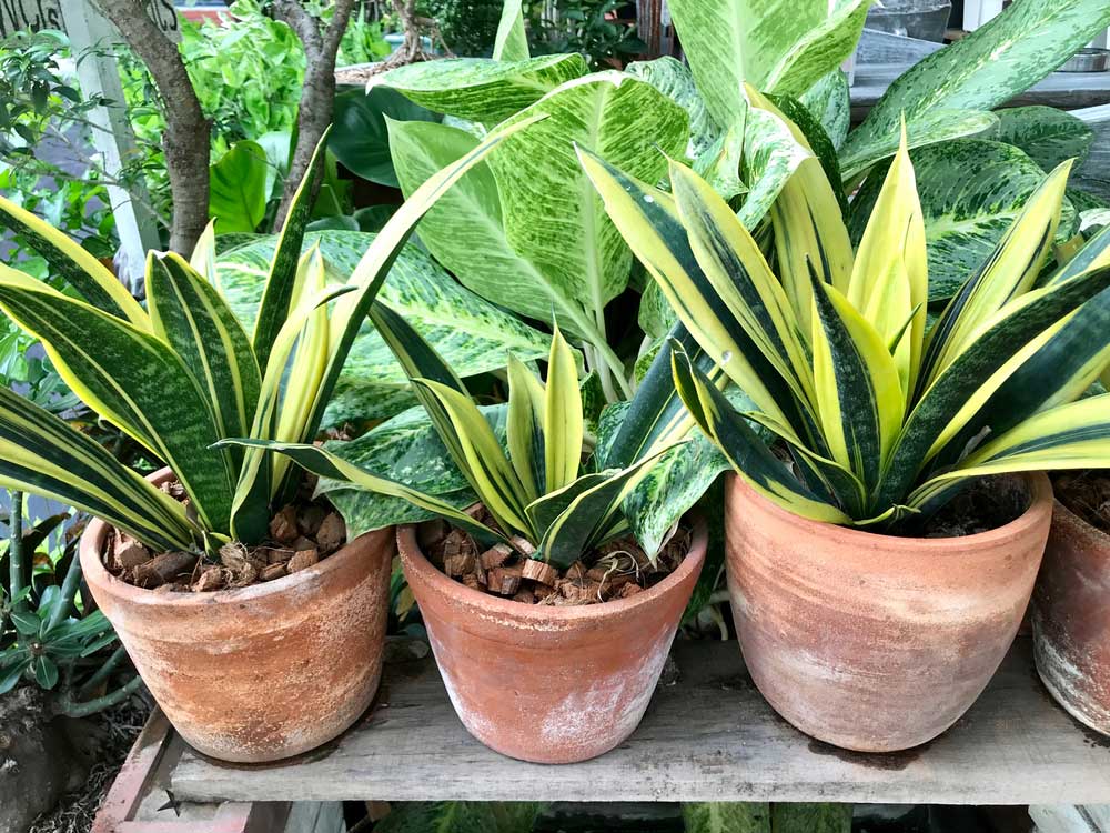 growing snake plants