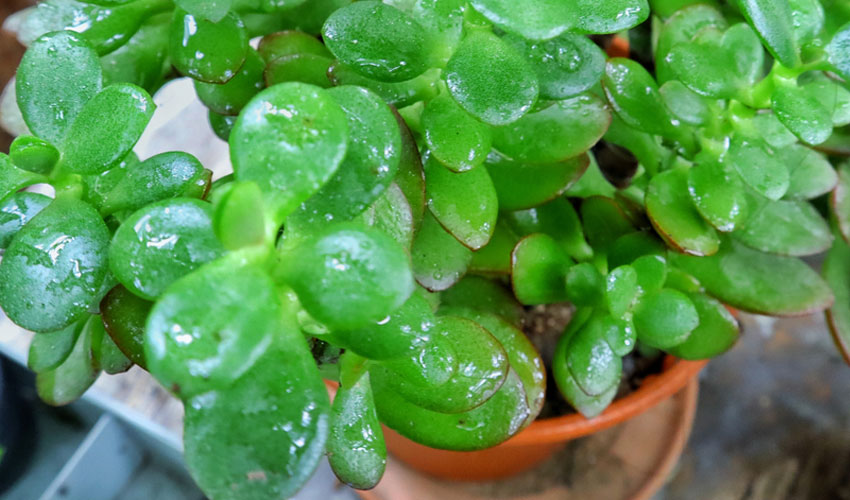 jade-plant-2