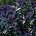 persian shield in garden