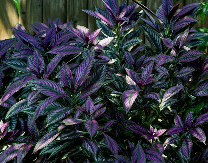 persian shield in garden