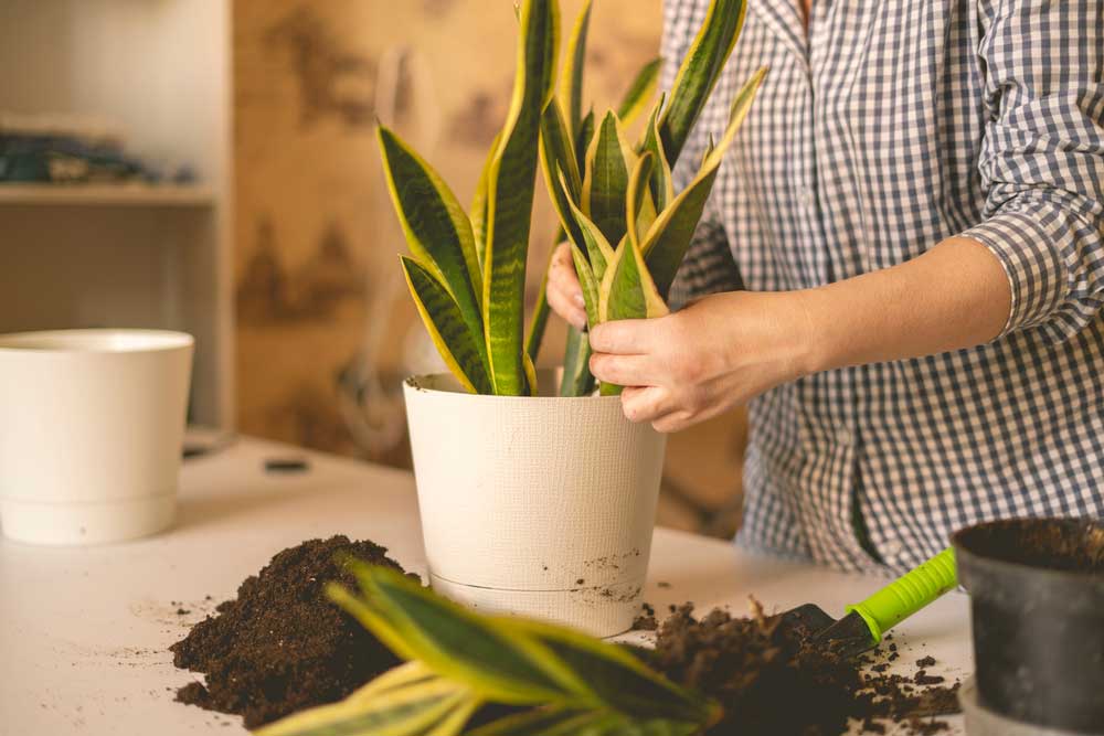 potting snake plants