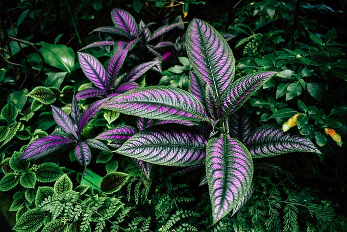 purple persian shield