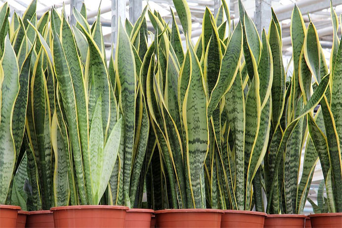 snake-plant