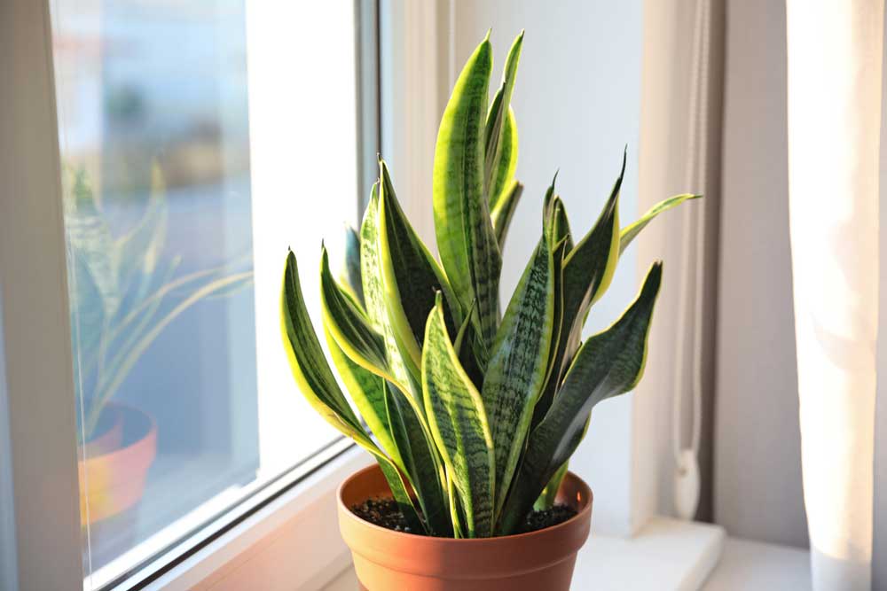 snake plant near window