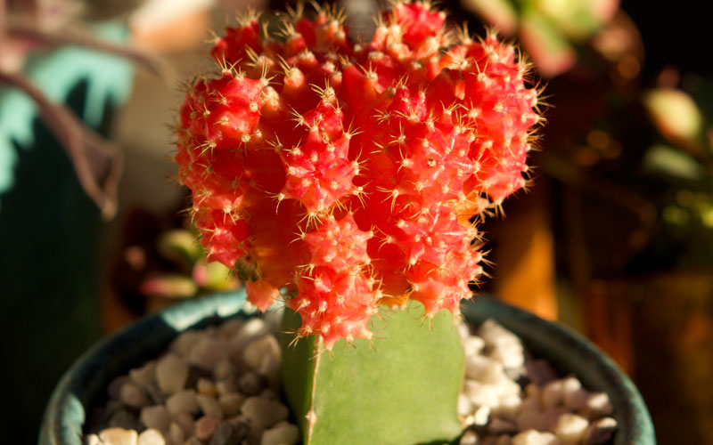 How to Grow and Care For Moon Cactus - Garden Lovers Club