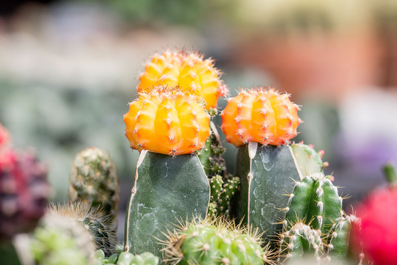 yellow moon cactus