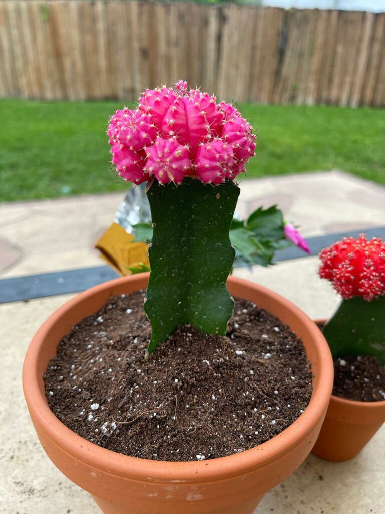 Potted Moon cactus