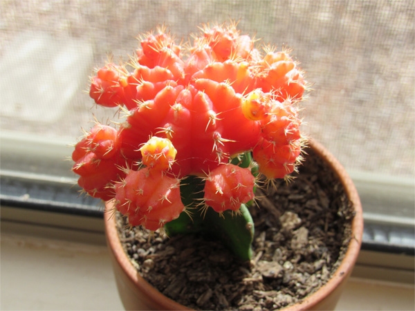 How to Repot Moon Cactus