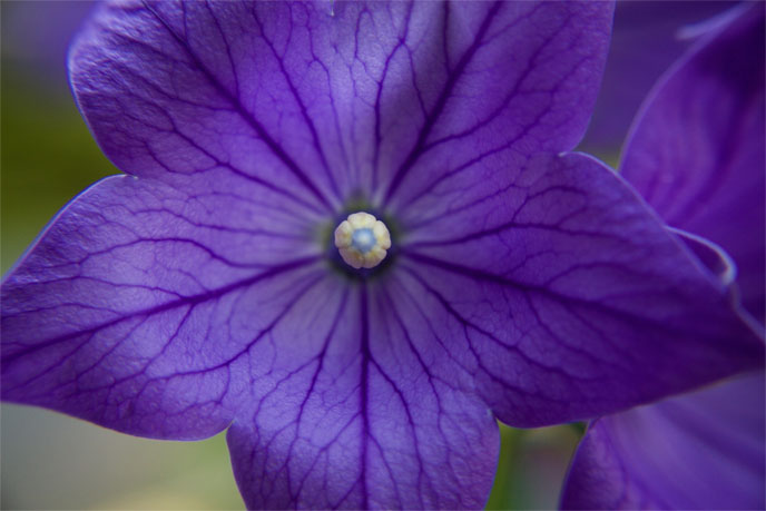 Balloon-Flower-close-up